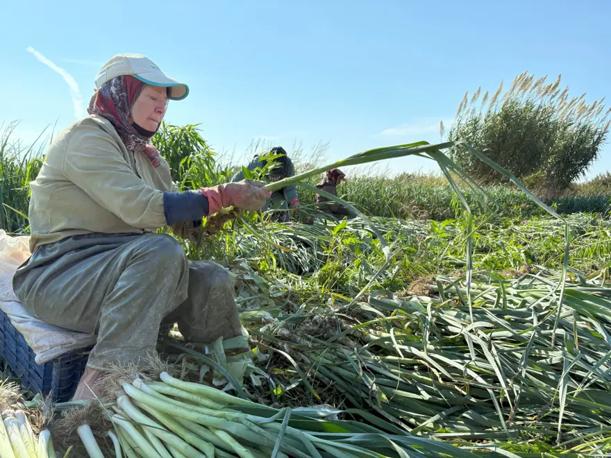 Tarlada ucuz, pazarda pahalı: Halk arasında ona &quot;doğal antibiyotik&quot; deniyor 8