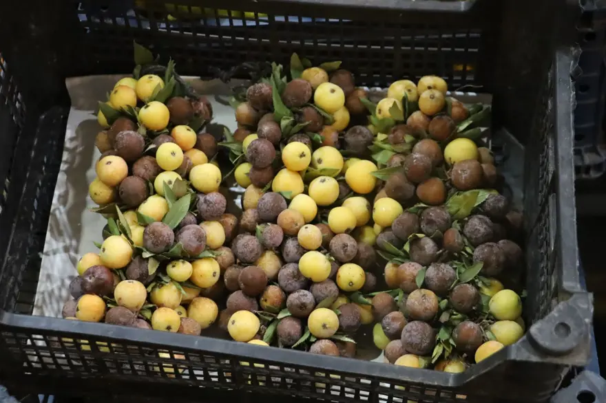 2 yılda bir yetişiyor, pazarda 300 lira: Çürüyünce tüketilen şifa meyvesi 1