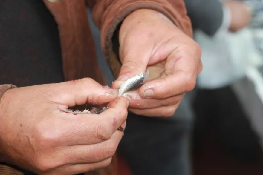 "VATANDAŞ HAMSİYE DOYACAK" 3