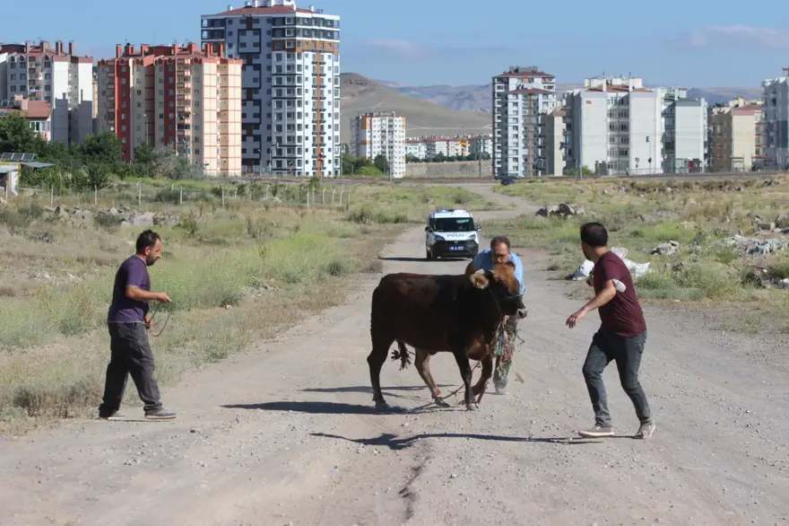 Kaçan dana ortalığı birbirine kattı: Gel kurban olduğum 1