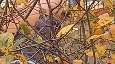 Balta ile köpeğe işkenceye gözaltı