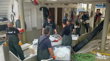 Karadeniz'den kasalarca hamsi çıktı