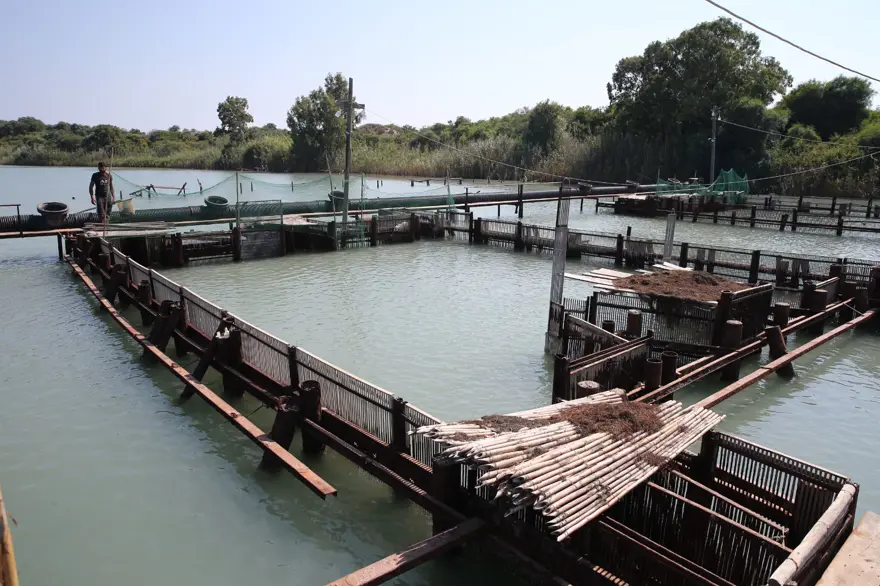 Adana'dan Uzak Doğu ve Avrupa'ya mavi yengeç 