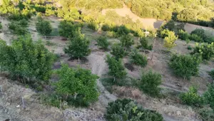 Zirai don vurdu: 2 bin 400 tonluk rekolte 25 tona düştü