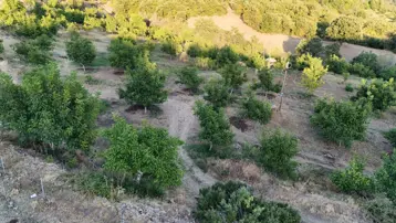 Zirai don vurdu: 2 bin 400 tonluk rekolte 25 tona düştü