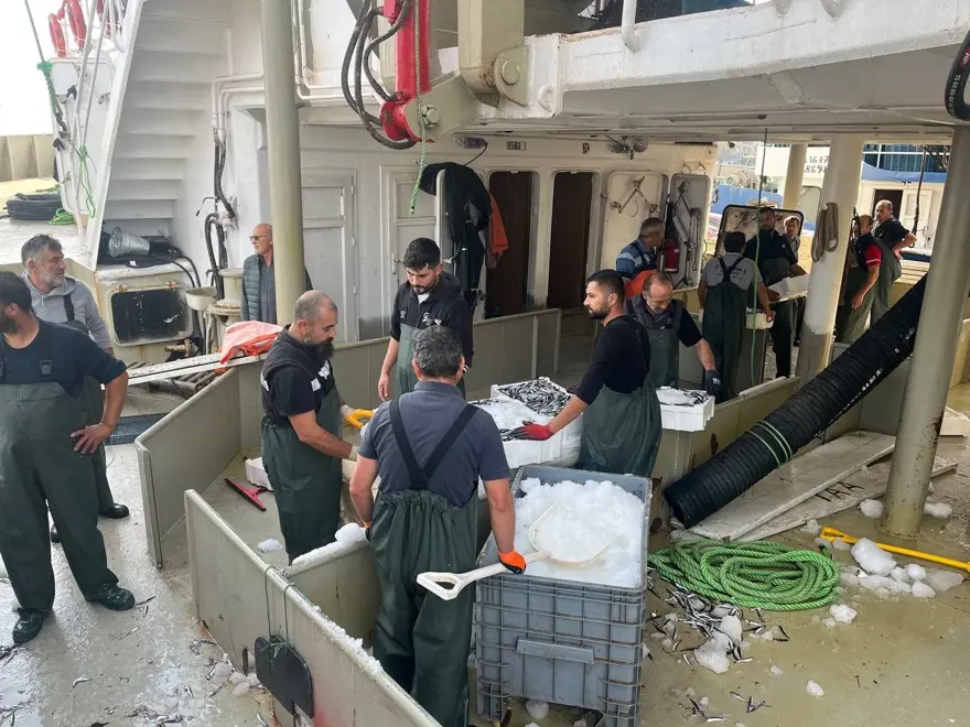 Omega-3 ve protein bombası: Bu sene kasa kasa çıkıyor, fiyatı düştü ilgi fazla 3