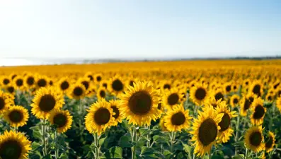 Edirne'de ayçiçeğinin kuraklığa dayanıklılığını ölçüldü