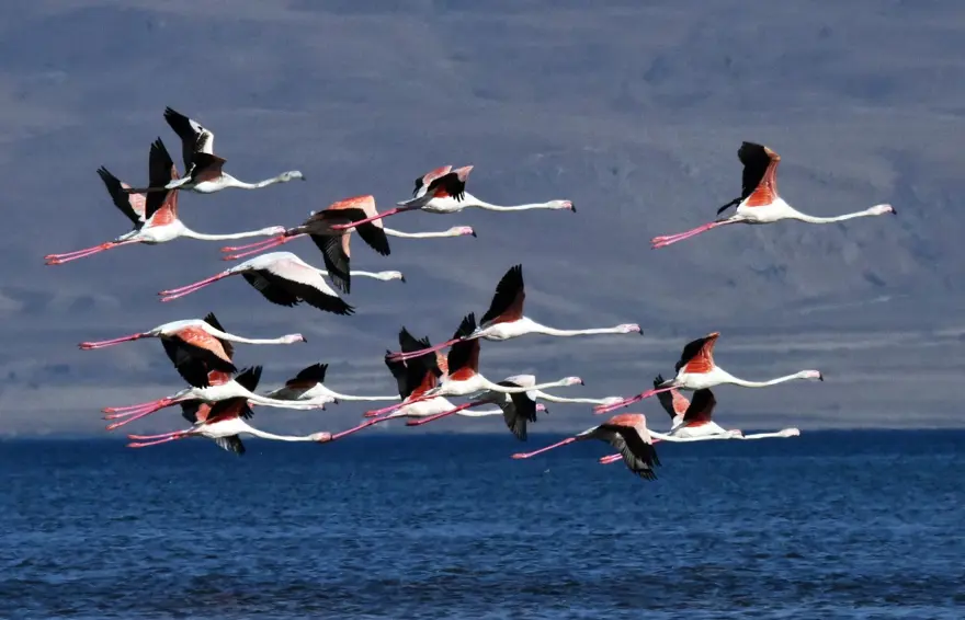 Van Gölü binlerce flamingoya ev sahipliği yapıyor 4