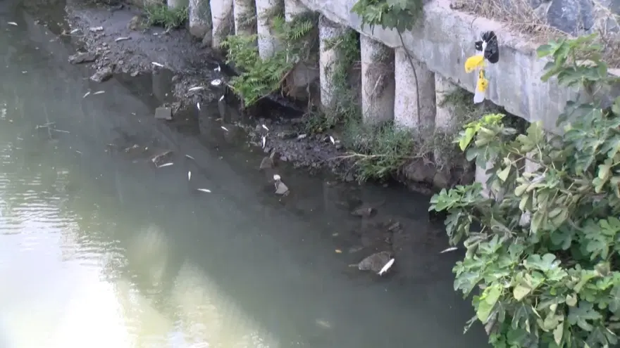 Alibeyköy Deresi'nde balık ölümleri 2