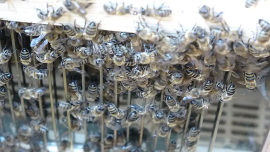 Hobi olarak bu işe başladı! Fiyatı dudak uçuklatıyor 9