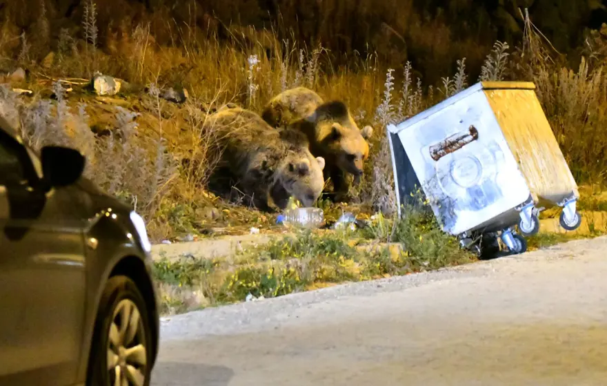 Kars'ta bozayılar şehre inip yiyecek aradı 1