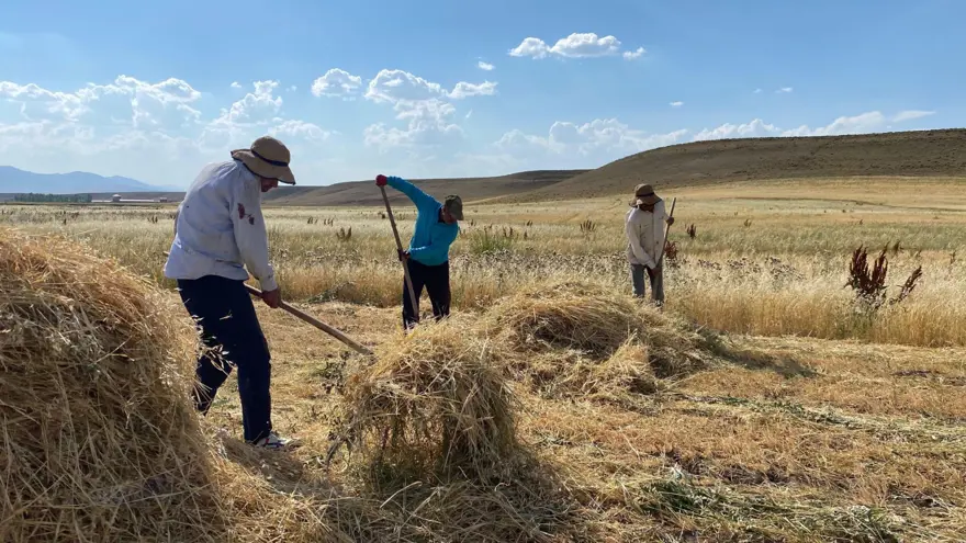 Kavurucu sıcaklarda zorlu mücadele! Sabahtan akşama kadar durmadan çalışıyorlar 5