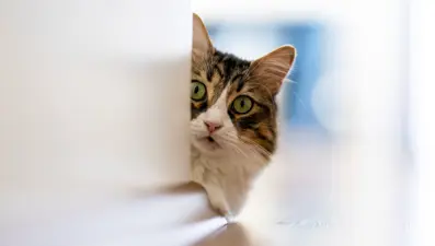 Evcil hayvanlar "süper bakteriler"i sahibine taşıyor: Yılda 700 bin kişi hayatını kaybediyor