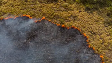 Yanan ormanların eski haline dönmesi 60 yılı bulabiliyor