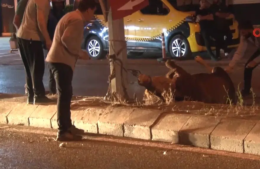 İstanbul’da kaçan dana ortalığı birbirine kattı: Motosikleteboynuz attı, sürücüsü son anda kurtuldu 2