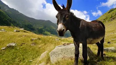 Rüyada eşek görmek ne anlama gelir? Rüyada eşeğe binmek ne anlama gelir?  Rüyada eşek görmek rüya tabiri nedir?