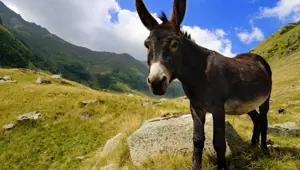 Rüyada eşek görmek ne anlama gelir? Rüyada eşeğe binmek ne anlama gelir? Rüyada eşek görmek rüya tabiri nedir? Rüyada eşek görmek ne anlama gelir? Rüyada eşeğe binmek ne anlama gelir? Rüyada eşek görmek rüya tabiri nedir?
