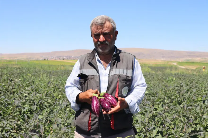 Çekirdekiz "Yamula"da hasat başladı! Coğrafi işaretli sebze, 50 farklı çeşitte kullanılıyor 3