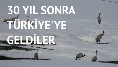‘‘Şaşkınız. Hindi gibi evin yakınına geldiler’’