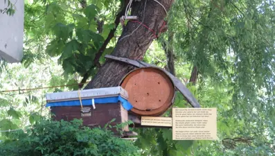 İstanbul'da sokak ortasında arı kovanı: Çalışıyorlar, olsun yiyeceğiz