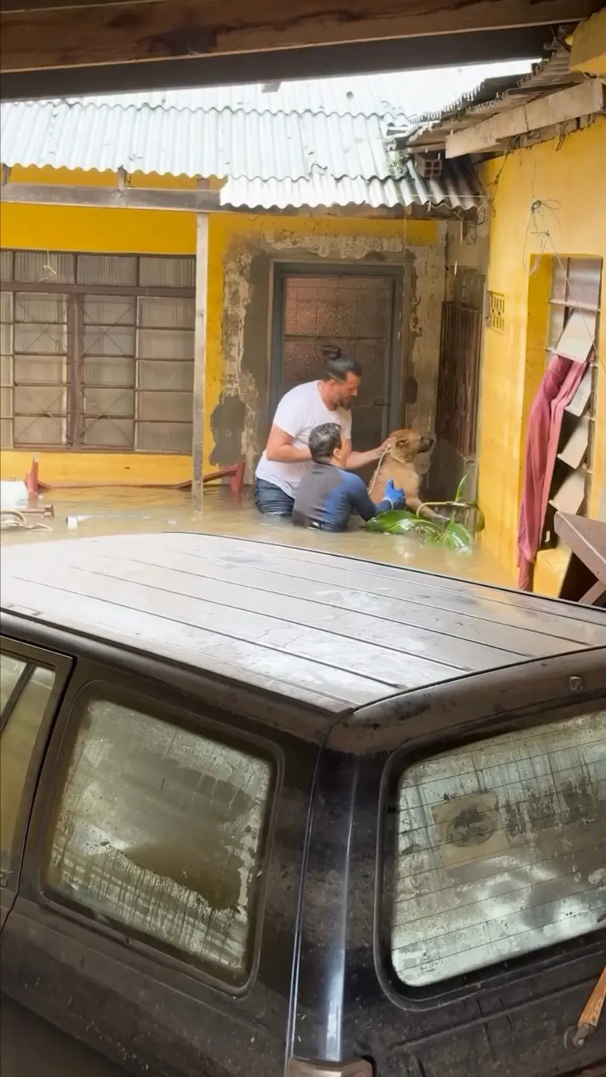 Brezilya'da sel felaketi: Milletvekili ve meclis üyesi, yüzlerce hayvanı selden kurtarıyor 10