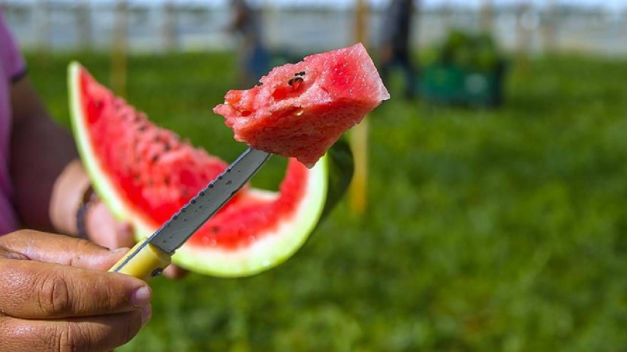 Karpuzda bakteri tehlikesi