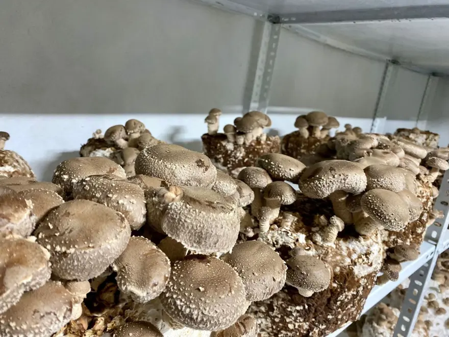 SAĞLIK VE LEZZET KAYNAĞI 