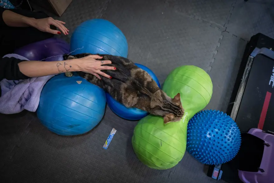 Obez kedi Simba: Pilates yaparak, havuzda yüzerek zayıflamaya çalışıyor 5
