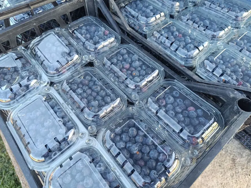 İstanbul, Trabzon ve Ankara'daki marketlere satılıyor! 3 yıl önce deneme amaçlı ekildi, şimdi köyün geçim kaynağı oldu 13 İstanbul, Trabzon ve Ankara'daki marketlere satılıyor! 3 yıl önce deneme amaçlı ekildi, şimdi köyün geçim kaynağı oldu 13