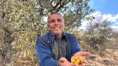 Dağlarda kendiliğinden yetişen şifa:  Kalp ve damar hastalıklarına faydasıyla biliniyor