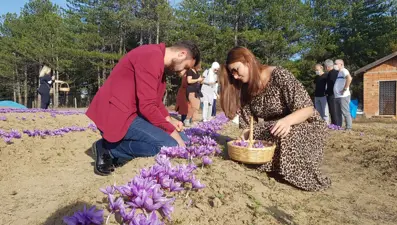 Safran: Dünyanın en pahalı baharatı (Safranın kilosu kaç TL?)