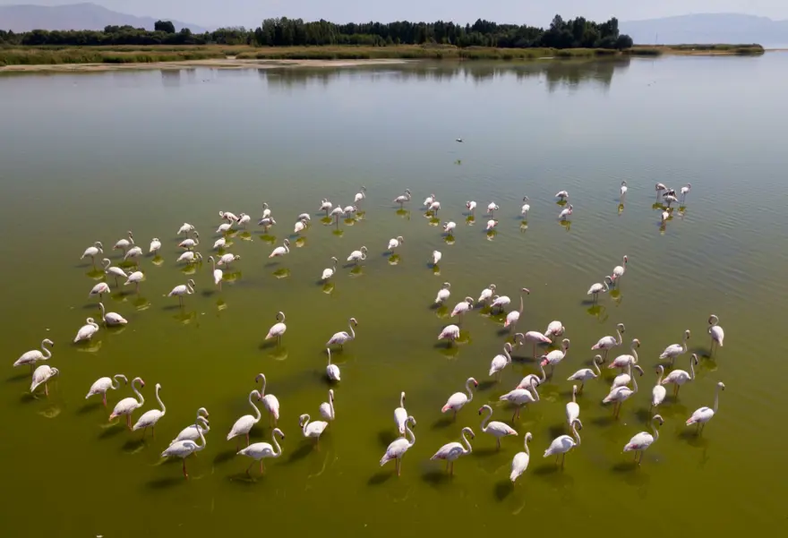 Van Gölü binlerce flamingoya ev sahipliği yapıyor 15