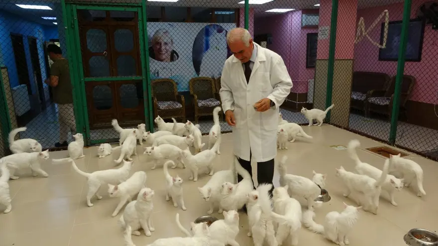 Tehlike ortadan kalktı: Van kedileri için "kırmızı alarm" verilmişti 1 Tehlike ortadan kalktı: Van kedileri için "kırmızı alarm" verilmişti 1