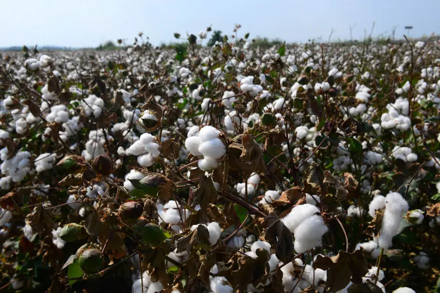 Çukurova pamuğu 7