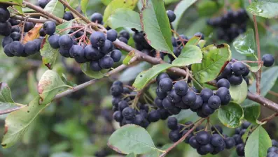 Araştırma 4 ay sürdü: Kan şekerini dengeliyor, diyabete iyi geliyor