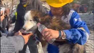 23 gün sonra 'Aleks' adlı köpek enkazdan kurtarıldı