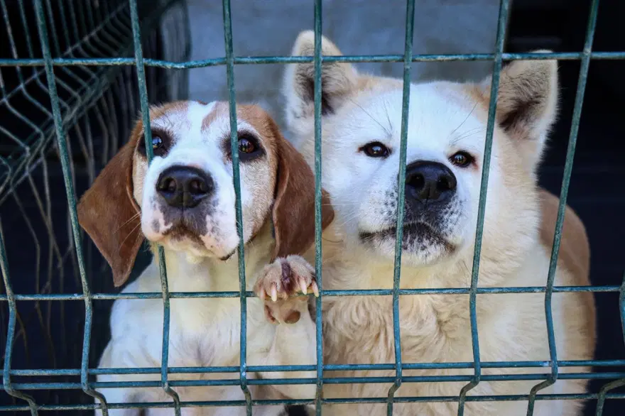 Kedi köpek otelinde bayram yoğunluğu 3 Kedi köpek otelinde bayram yoğunluğu 3