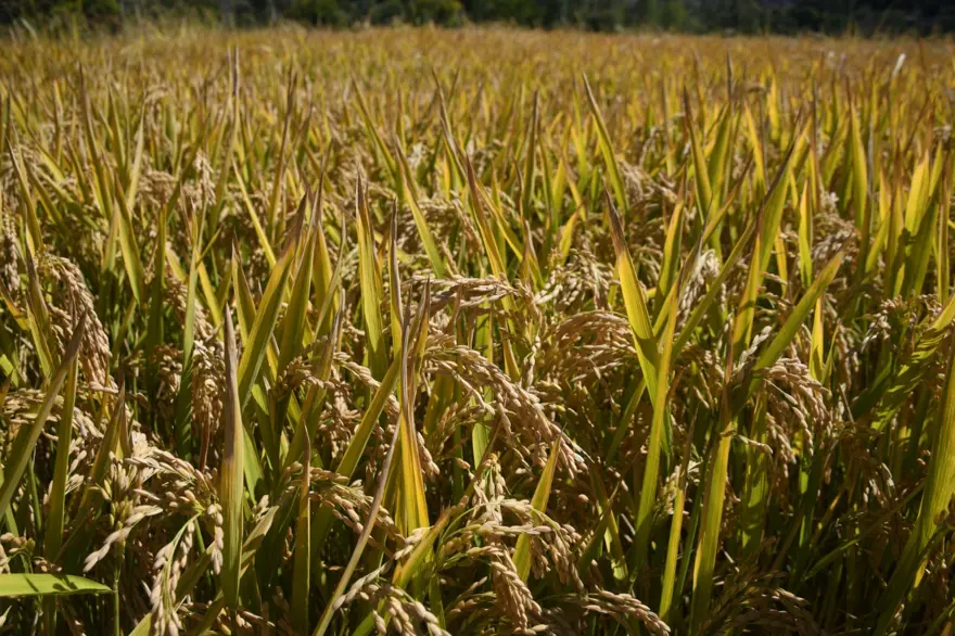 220 TL'den satılıyor: 10 bin dekar alana ekilmişti, hasat başladı 1