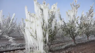 Zirai don 34 ili vurdu! Bakan Yumaklı'dan destek ödemeleriyle ilgili açıklama