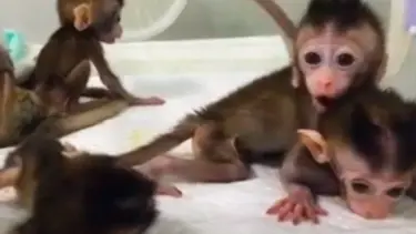 Çin genetiği değiştirilmiş primat klonladı