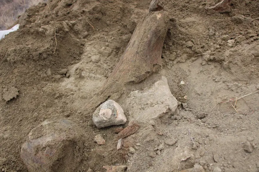 Amasya'da bulunan cisimler için mamut fosili heyecanı 