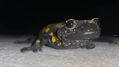 Adana’da nesli tükenmekte olan "semender" bulundu