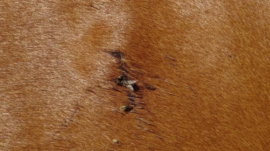 Batman'da ata tüfekli saldırı (Vücudundan 18 saçma çıktı) 8