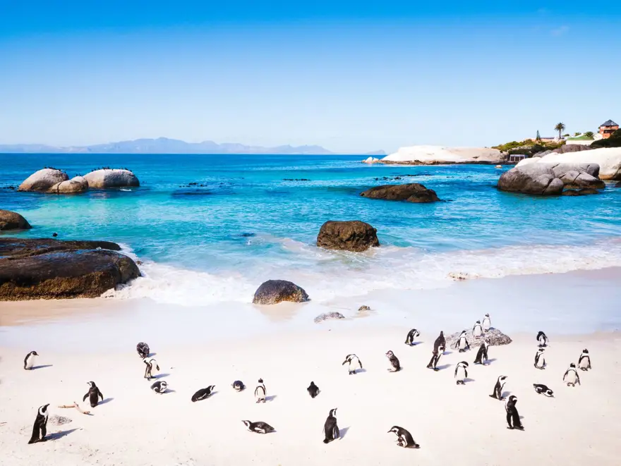 Güney Afrika'nın renkli başkenti Cape Town (Cape Town gezi rehberi) 13 Güney Afrika'nın renkli başkenti Cape Town (Cape Town gezi rehberi) 13