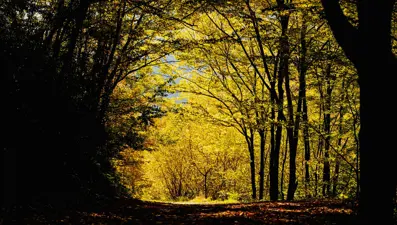 Sakarya'daki Maden Deresi'nden sonbahar manzaraları