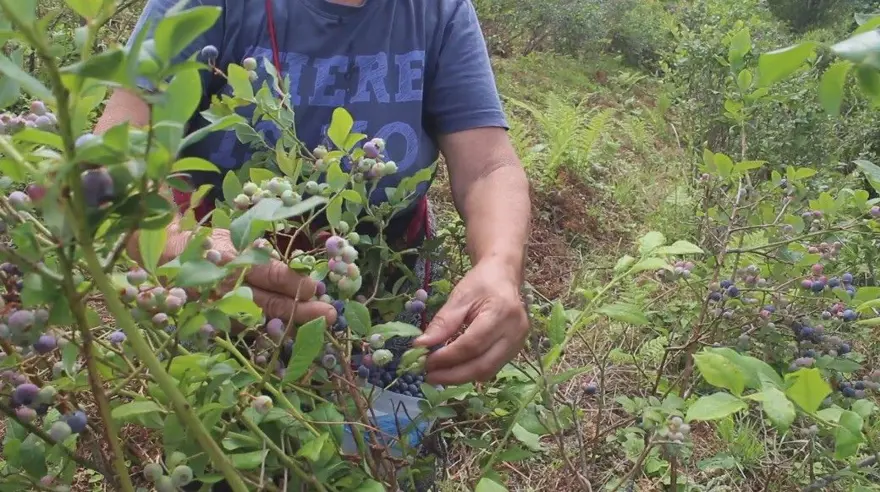 Halk arasında "mavi yemiş" olarak bilinen süper meyve, kilosu 300 TL! Altın gibi tartılarak satılıyor, 7 hastalığın şifası ondaymış 12