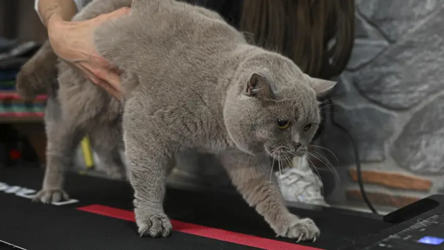 Obez kedi "Şiraz" pilates yaparak ve yüzerek zayıflıyor 7 Obez kedi "Şiraz" pilates yaparak ve yüzerek zayıflıyor 7