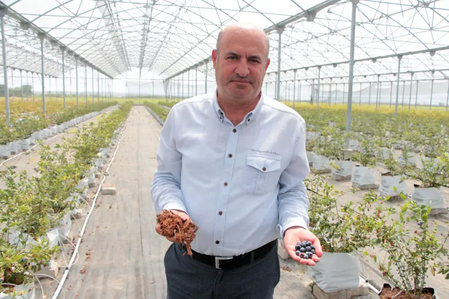 Adana'da yaban mersini üretildi: Kilosu tarlada 160 TL'ye satılıyor 1