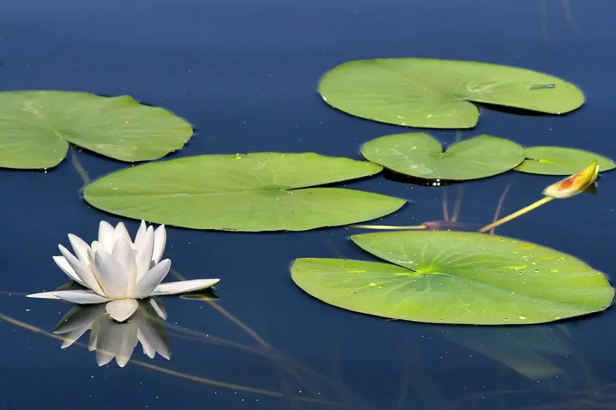 "NİLÜFER ÇİÇEKLERİYLE BURASI TAM BİR DOĞA HARİKASI" 2