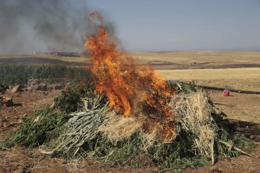 Mısır tarlasından 190 bin kök Hint keneviri ve 415 kilo esrar çıktı 9
